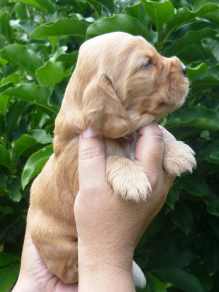 10 - 1.fenka (růžová).JPG